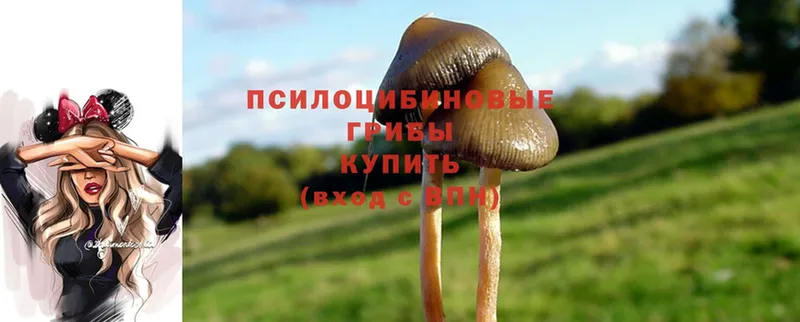 закладка  Азнакаево  Галлюциногенные грибы Psilocybine cubensis 